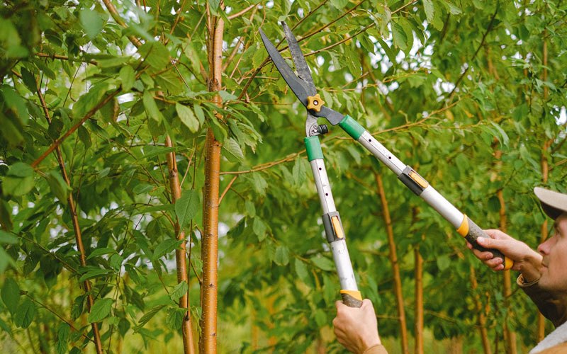Tree trimming in Daisy, GA
